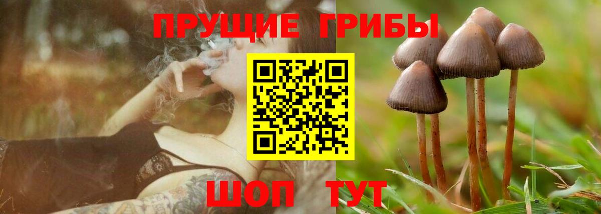 Псилоцибиновые грибы Psilocybine cubensis Куйбышев